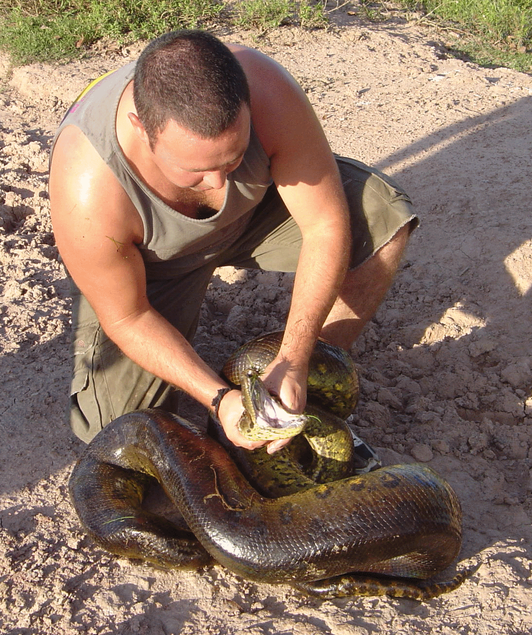 Green Anaconda, Venezuela.