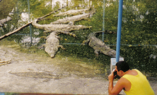 Endangered Cuban Crocodile Breeding Programme, Cuba.