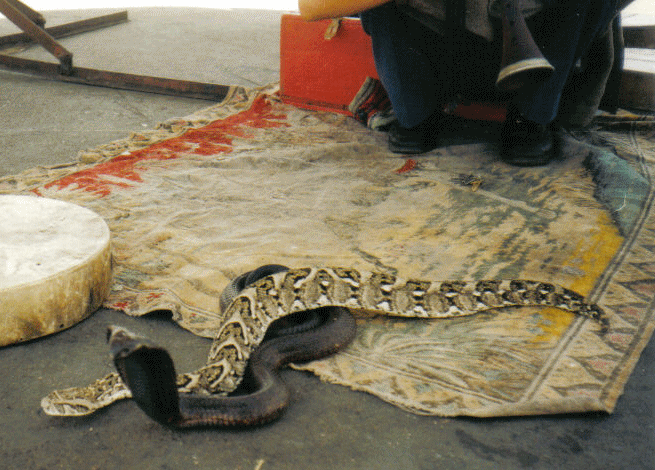 Egyptian Cobra & Puff Adder with Snake Charmer, North Africa.
