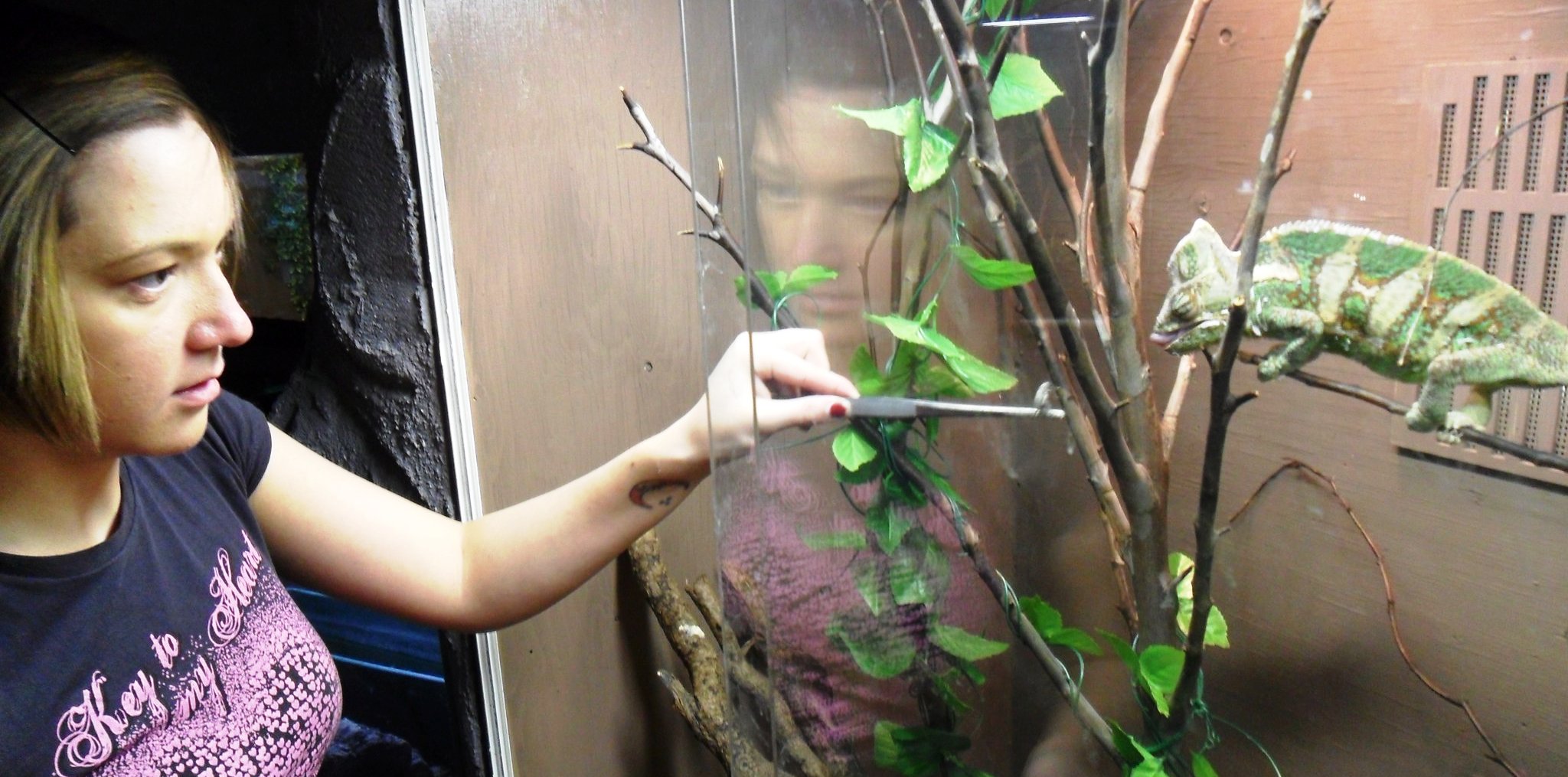 Tiffany Work Experience Chameleon