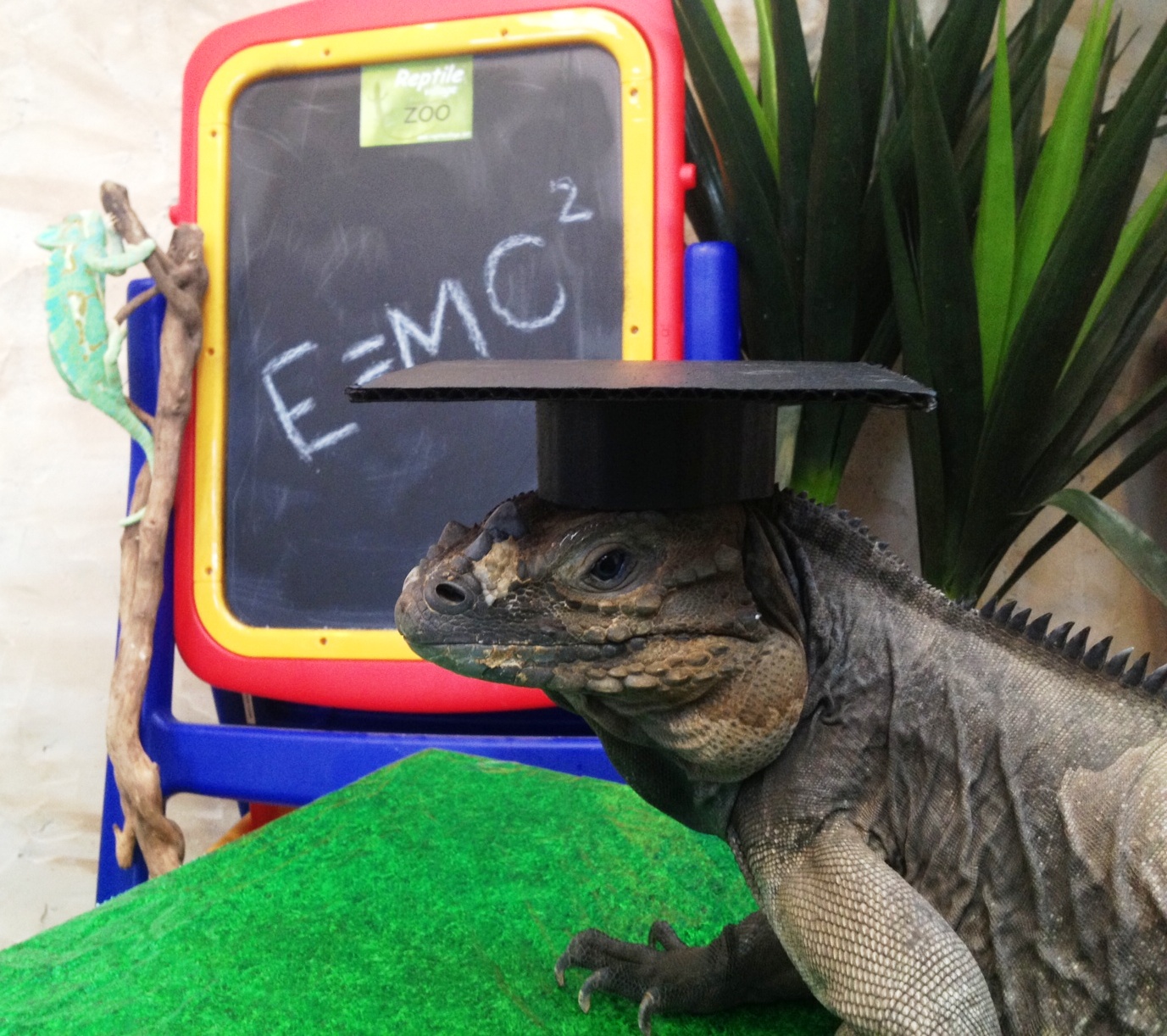 Rhino Iguana, Jared with a Chameleon