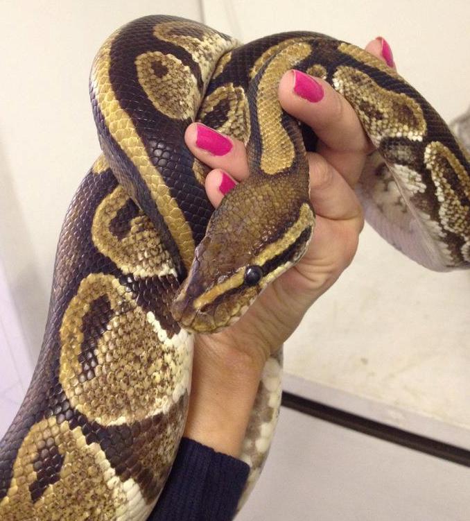Royal Python Rafiki