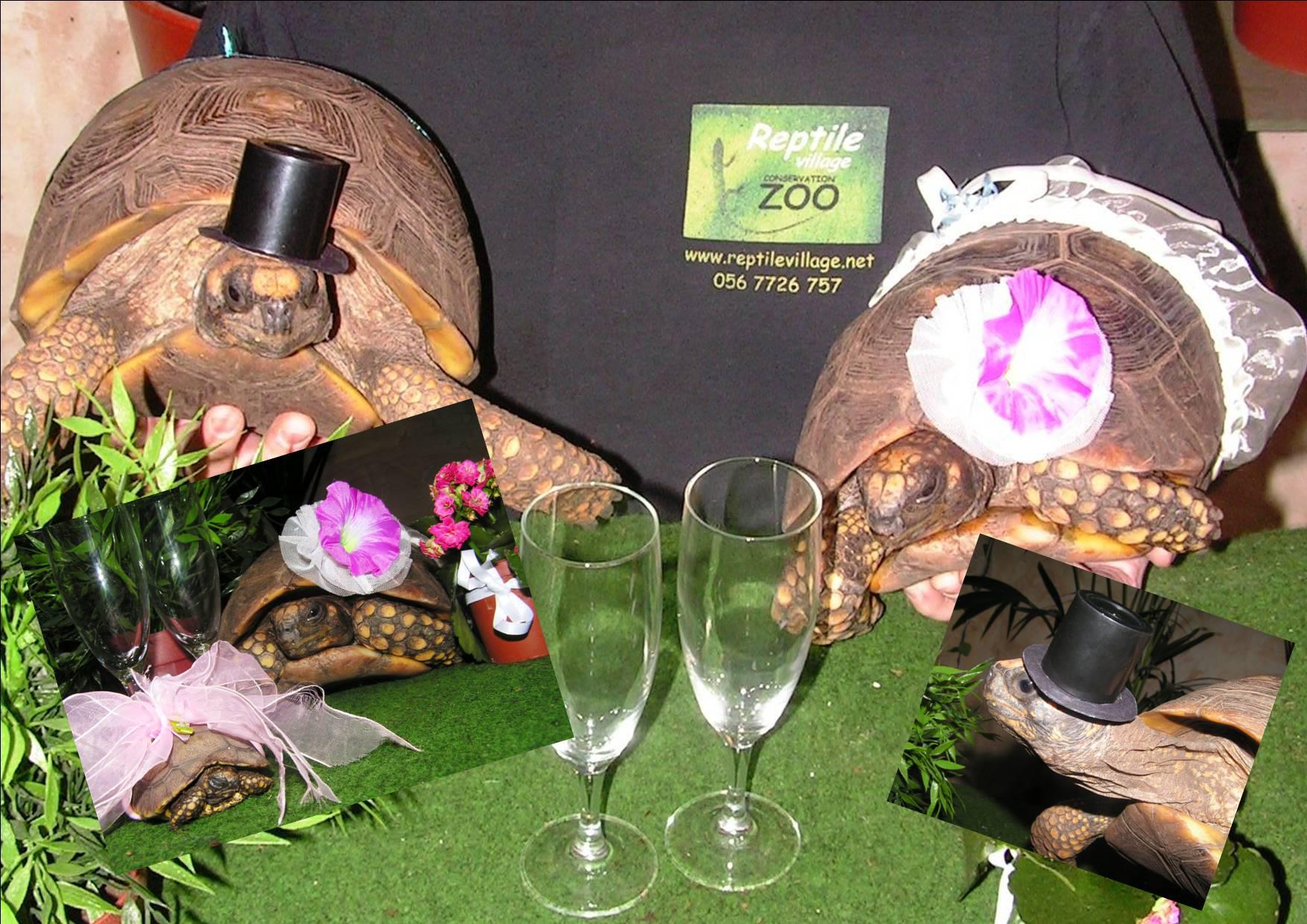 Michelle and Michael Wedding